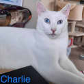 Photo of Charlie