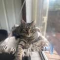 Photo of Sweetie