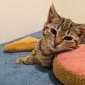 Photo of Willow