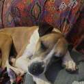 Photo of Nate Dogg