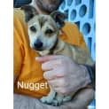 Photo of Nugget