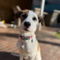 Photo of Fallon