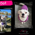 Photo of Dot