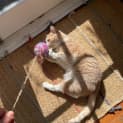Photo of Cotton