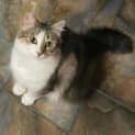 Photo of Florence **2nd Chance Cat Rescue**