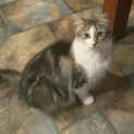 Photo of Florence **2nd Chance Cat Rescue**