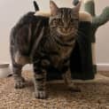 Photo of Teddy   Located In Ivanhoe