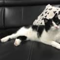 Photo of Sylvester