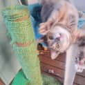 Photo of Nala