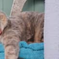 Photo of Nala