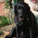 Photo of Georgie Wiggles