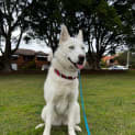 Photo of Yuki 1 Year Old Siberian Husky ( On Trial)