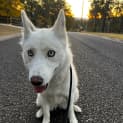 Photo of Yuki 1 Year Old Siberian Husky ( On Trial)