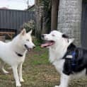 Photo of Yuki 1 Year Old Siberian Husky ( On Trial)