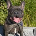 Photo of Nacho 5 Year Old French Bulldog