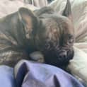 Photo of Nacho 5 Year Old French Bulldog