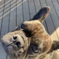 Photo of Nacho 5 Year Old French Bulldog