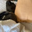 Photo of Nacho 5 Year Old French Bulldog