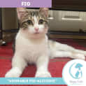 Photo of Fig