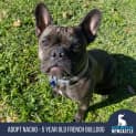 Photo of Nacho   5 Year Old French Bulldog