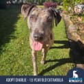 Photo of Charlie 1.5 Year Old Catahoula X (Trial)