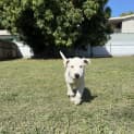 Photo of Patch