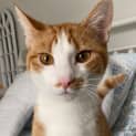Photo of Pumpkin