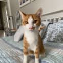 Photo of Pumpkin