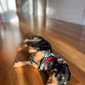 Photo of Oscar & Luna 4yo & 2yo Mini Dachshunds (Trial)