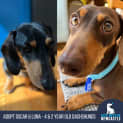 Photo of Oscar & Luna ~ Pair Mini Dachshunds (Trial 7/10/23