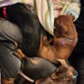 Photo of Oscar & Luna ~ Pair Mini Dachshunds (Trial 7/10/23