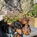 Photo of Oscar & Luna ~ Pair Mini Dachshunds (Trial 7/10/23