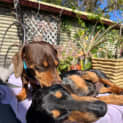 Photo of Oscar & Luna ~ Pair Mini Dachshunds (Trial 7/10/23