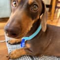 Photo of Oscar & Luna ~ Pair Mini Dachshunds (Trial 7/10/23