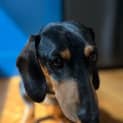 Photo of Oscar & Luna ~ Pair Mini Dachshunds (Trial 7/10/23