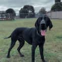 Photo of Stryder