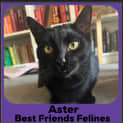 Photo of Aster 