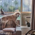 Photo of Willow