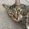 Photo of Tigger