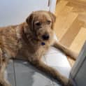 Photo of Remi