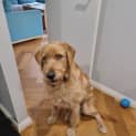 Photo of Remi