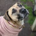 Photo of Marley