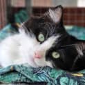 Photo of Sylvester