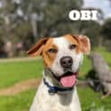 Photo of Obi
