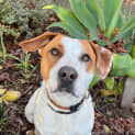Photo of Obi