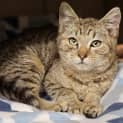 Photo of Cayenne