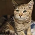 Photo of Cayenne