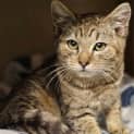 Photo of Cayenne