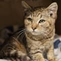 Photo of Cayenne
