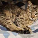 Photo of Cayenne